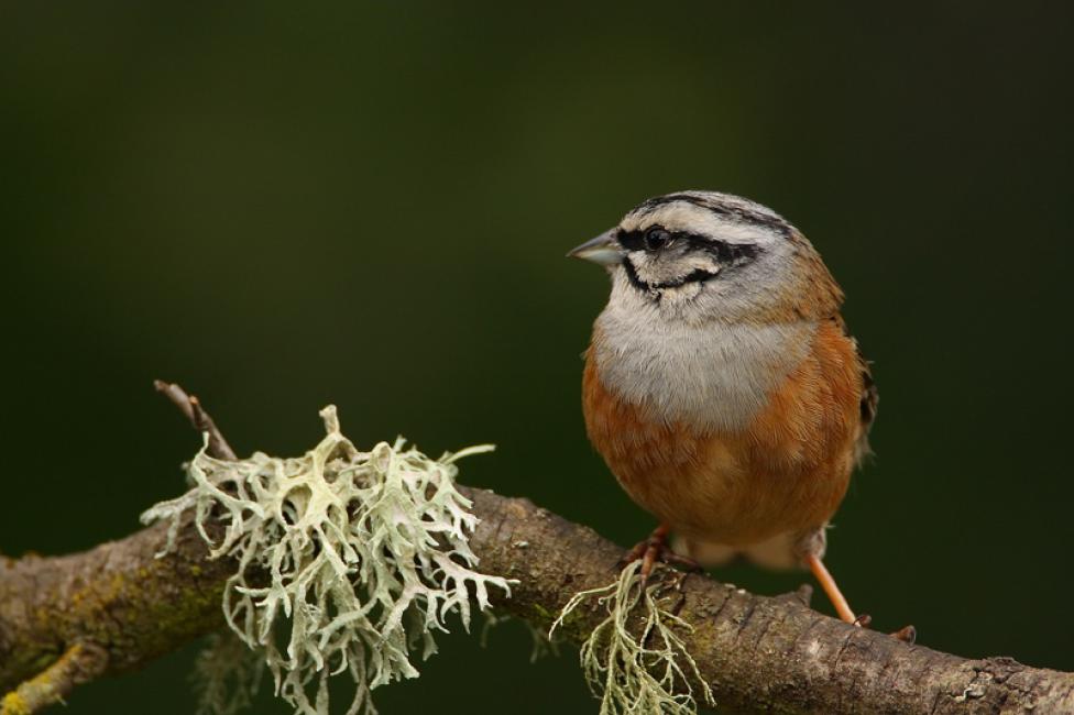 Imagen 28 de la galería de Otras aves (PDF)